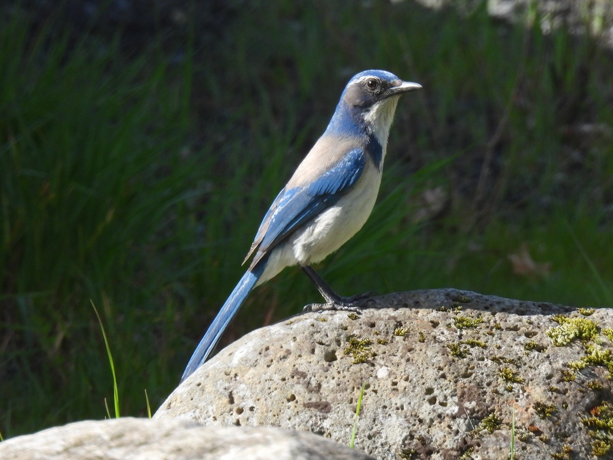 California Scrub-Jay - ML617284896