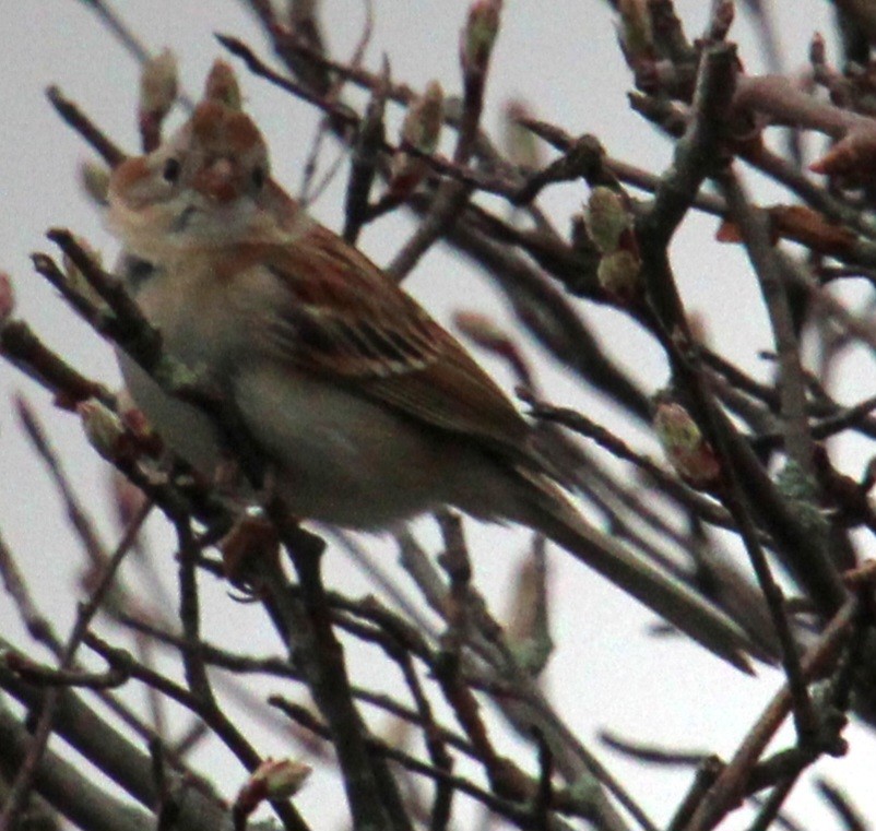 Field Sparrow - ML617284899