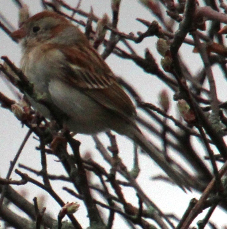 Field Sparrow - ML617284922