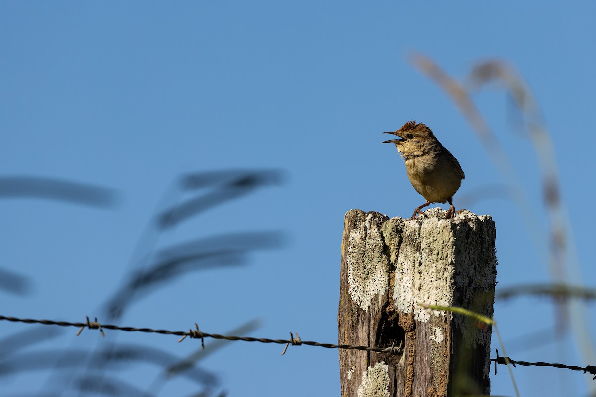 Tawny Grassbird - Carol Popple