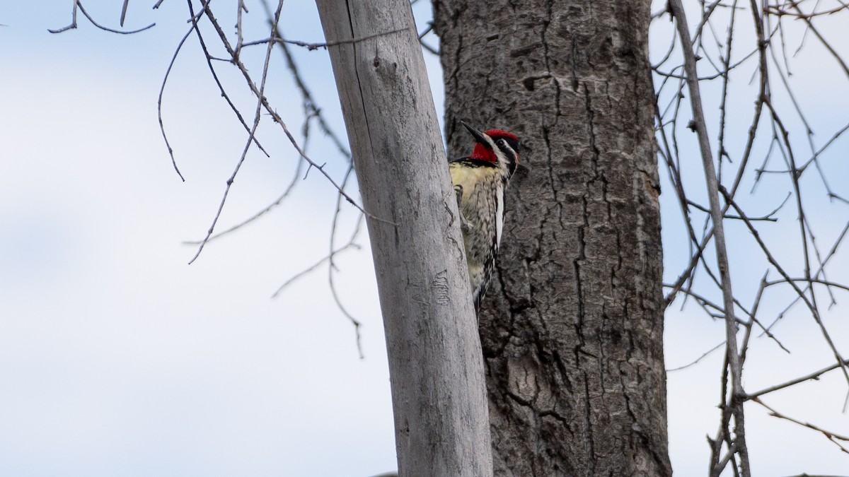 Red-naped Sapsucker - ML617284995