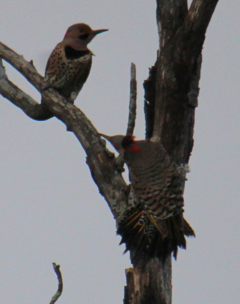 Northern Flicker (Yellow-shafted) - ML617285001