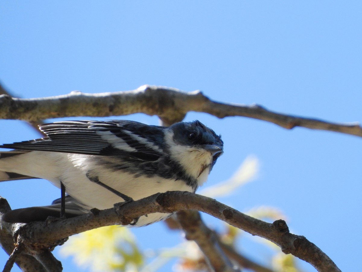 Cerulean Warbler - Sheila Burns