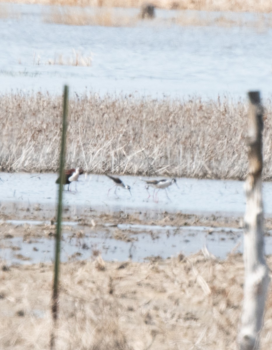 Black-necked Stilt (Black-necked) - ML617285013