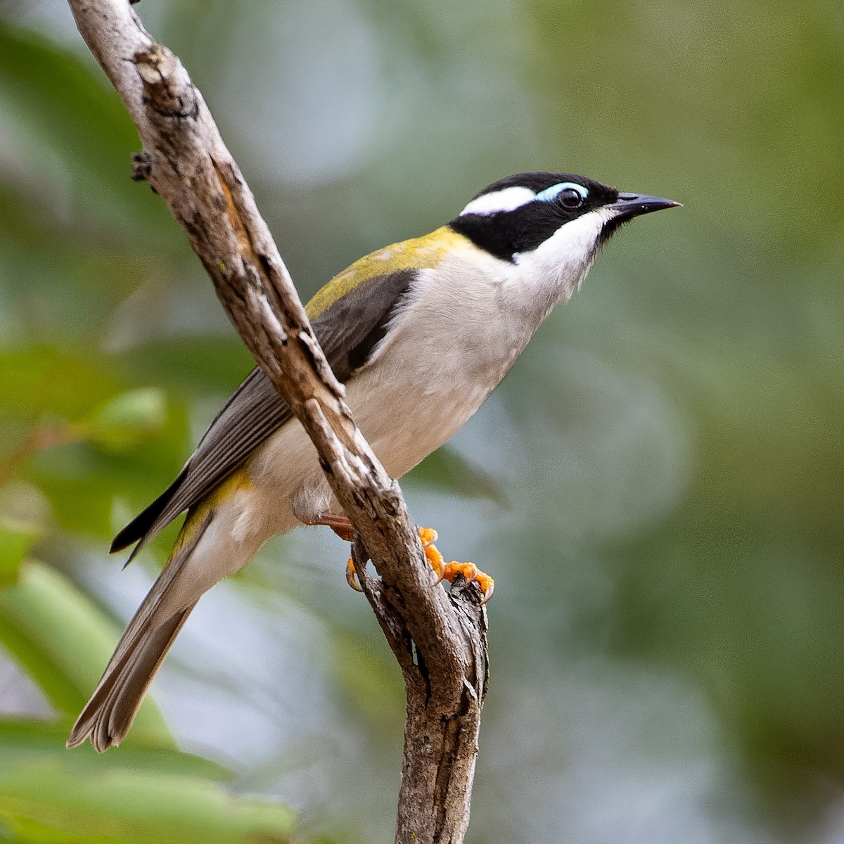 Black-chinned Honeyeater - Carol Popple