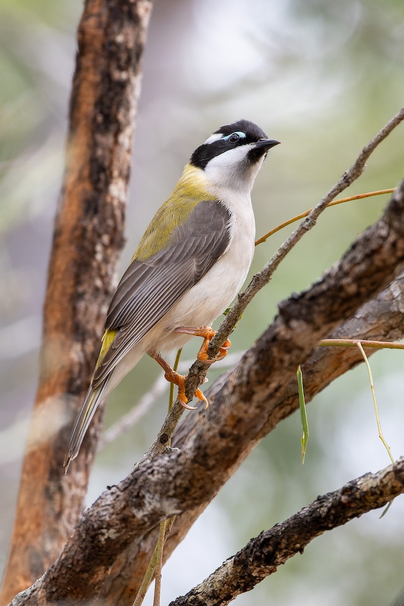 Black-chinned Honeyeater - Carol Popple