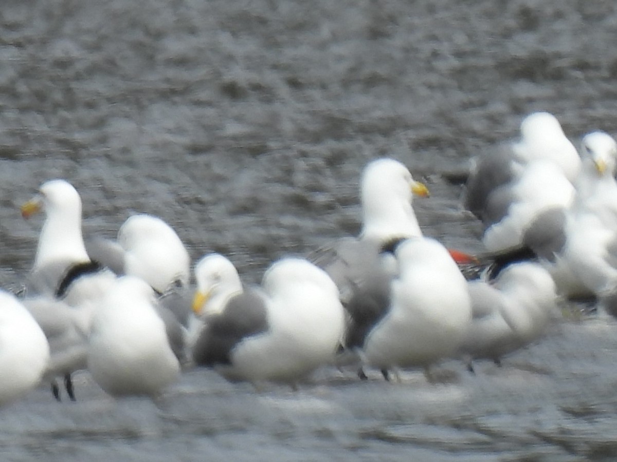 Caspian Tern - Erik Bergman