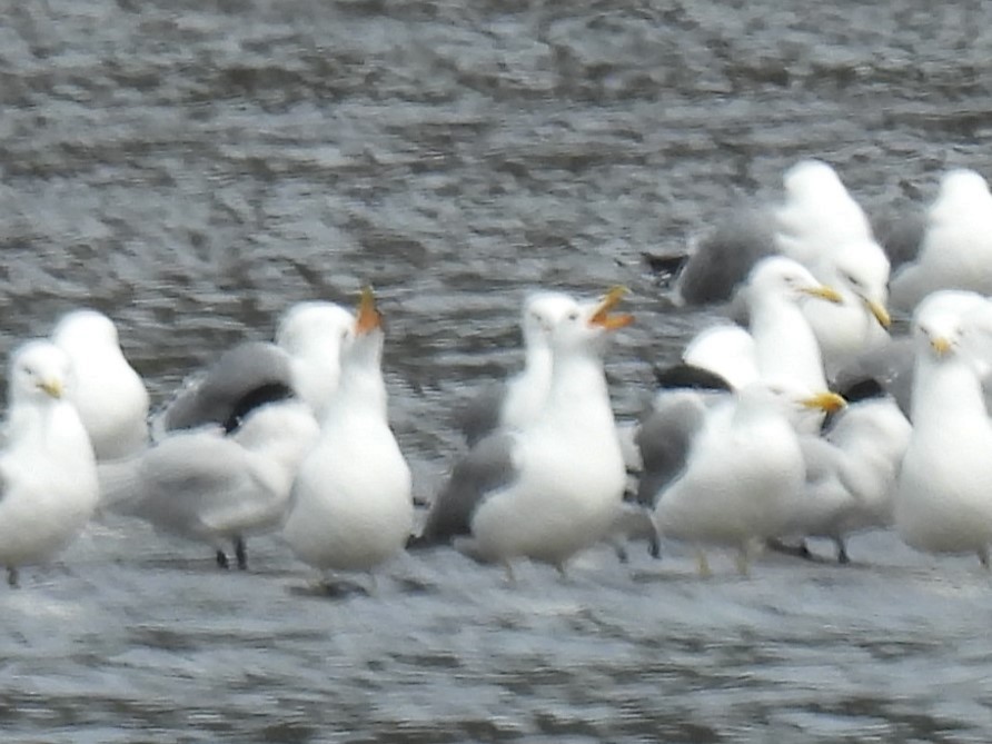 Caspian Tern - ML617285047