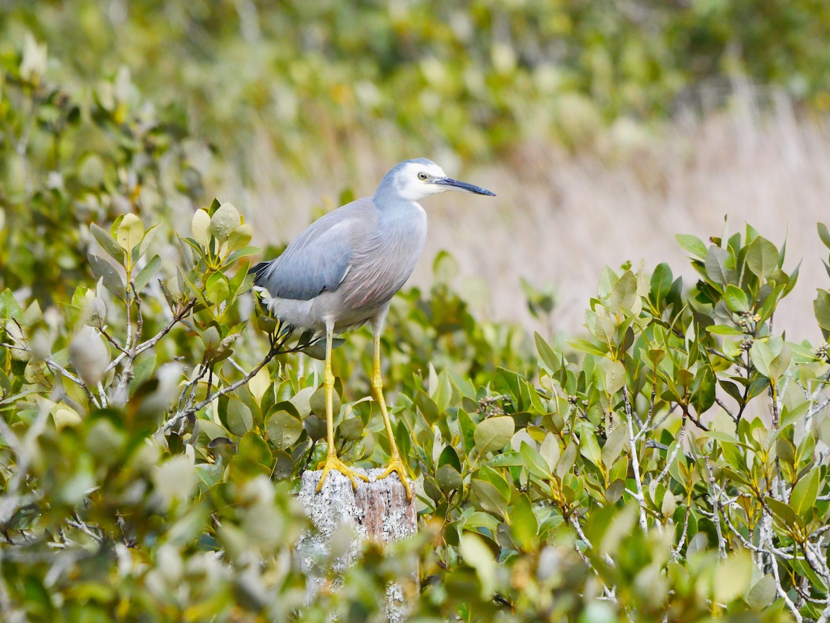 White-faced Heron - ML617285066