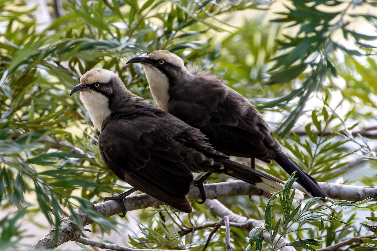 Gray-crowned Babbler - ML617285088