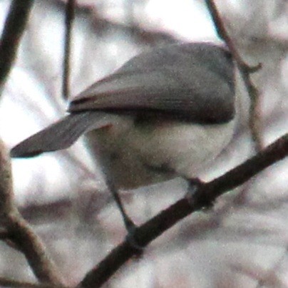 Tufted Titmouse - ML617285104