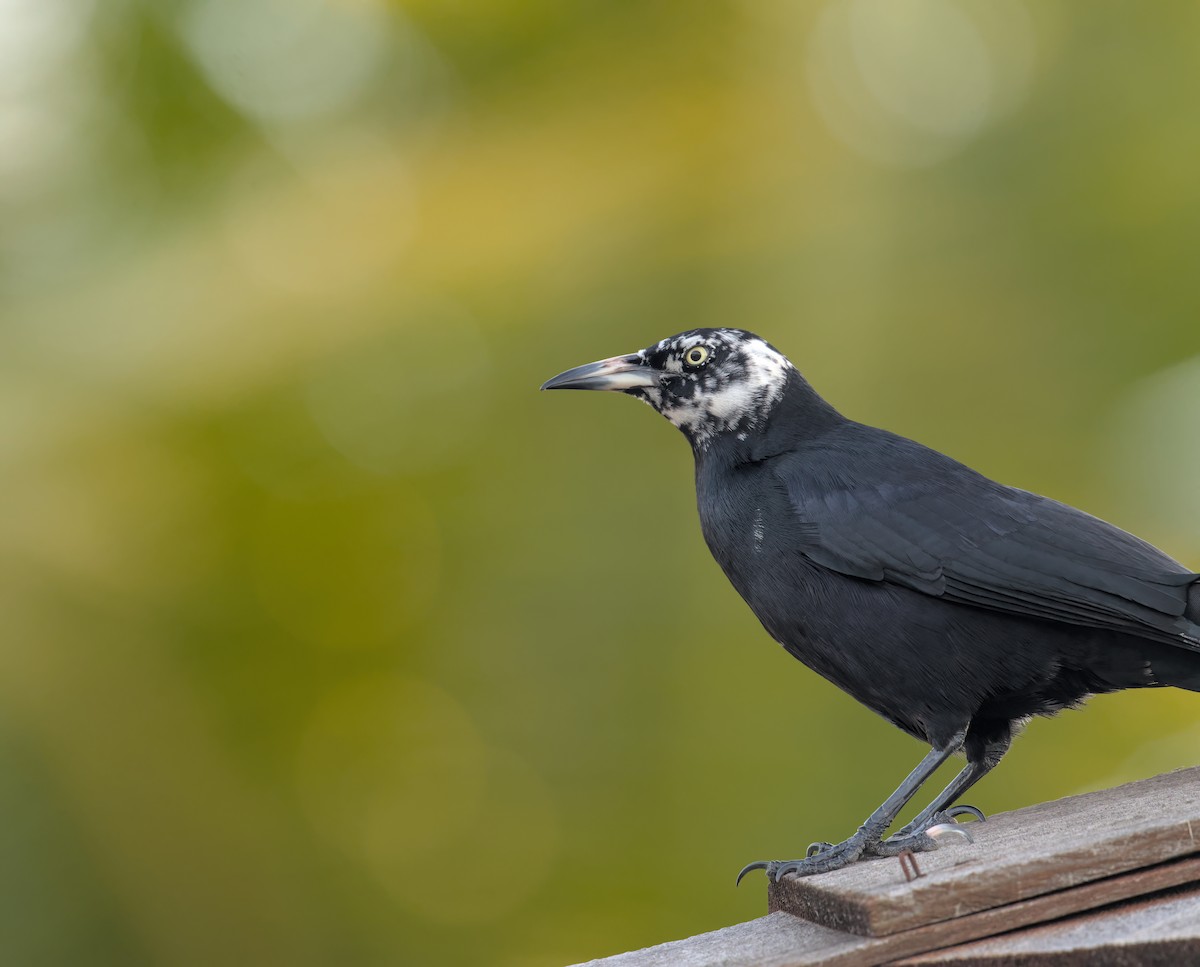 Greater Antillean Grackle - ML617285105