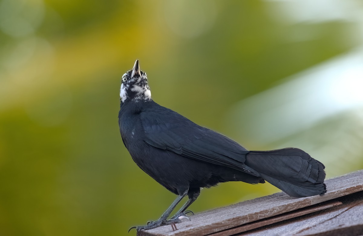 Greater Antillean Grackle - ML617285106