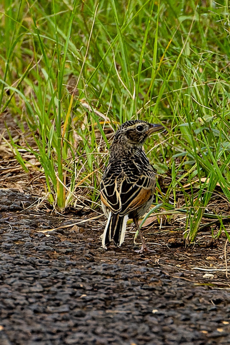 Singing Bushlark - ML617285114