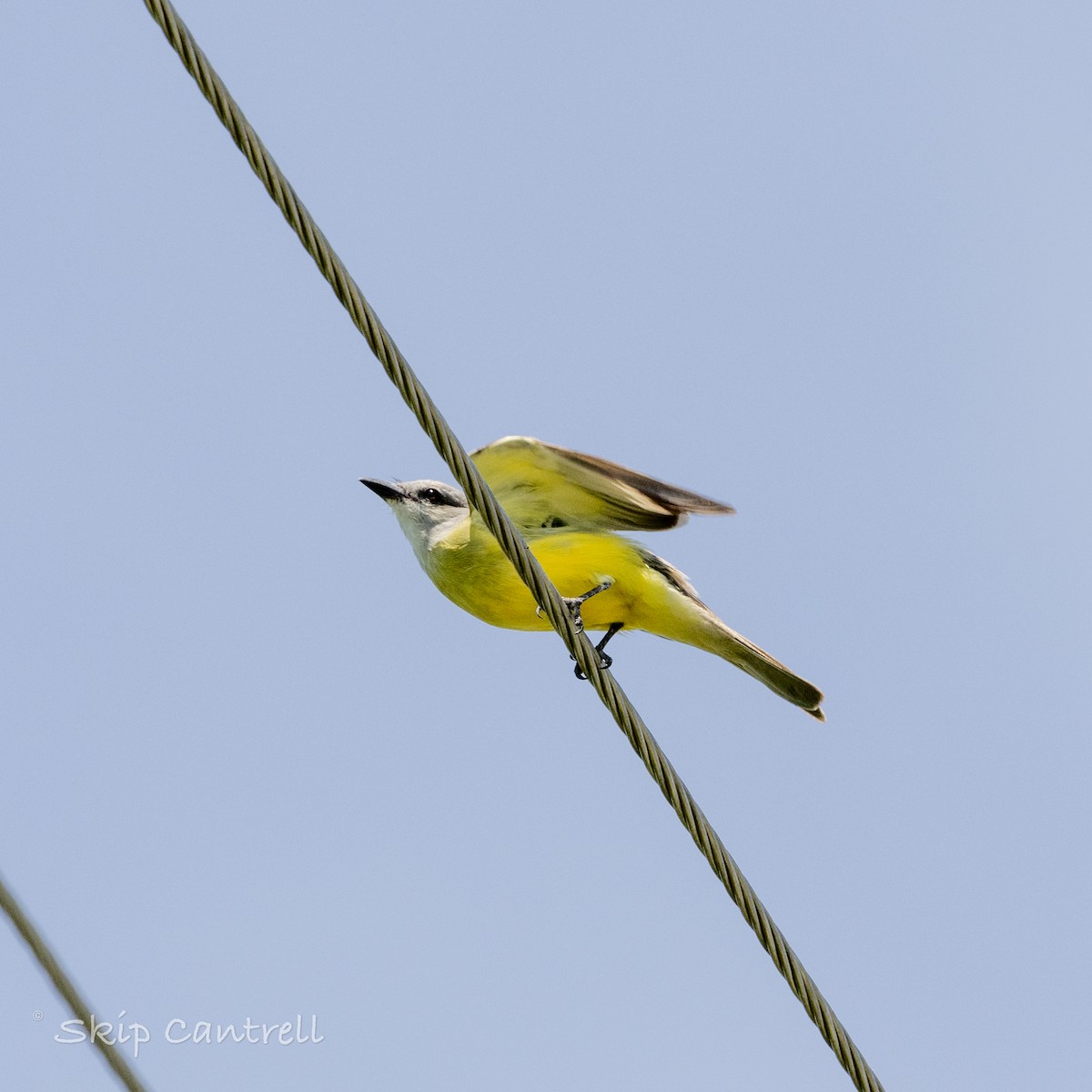 Couch's Kingbird - ML617285120