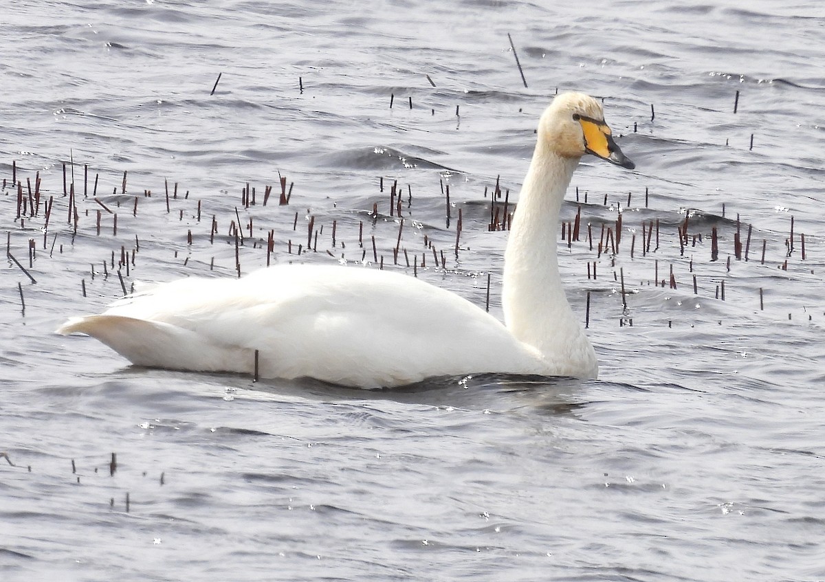 Whooper Swan - ML617285135