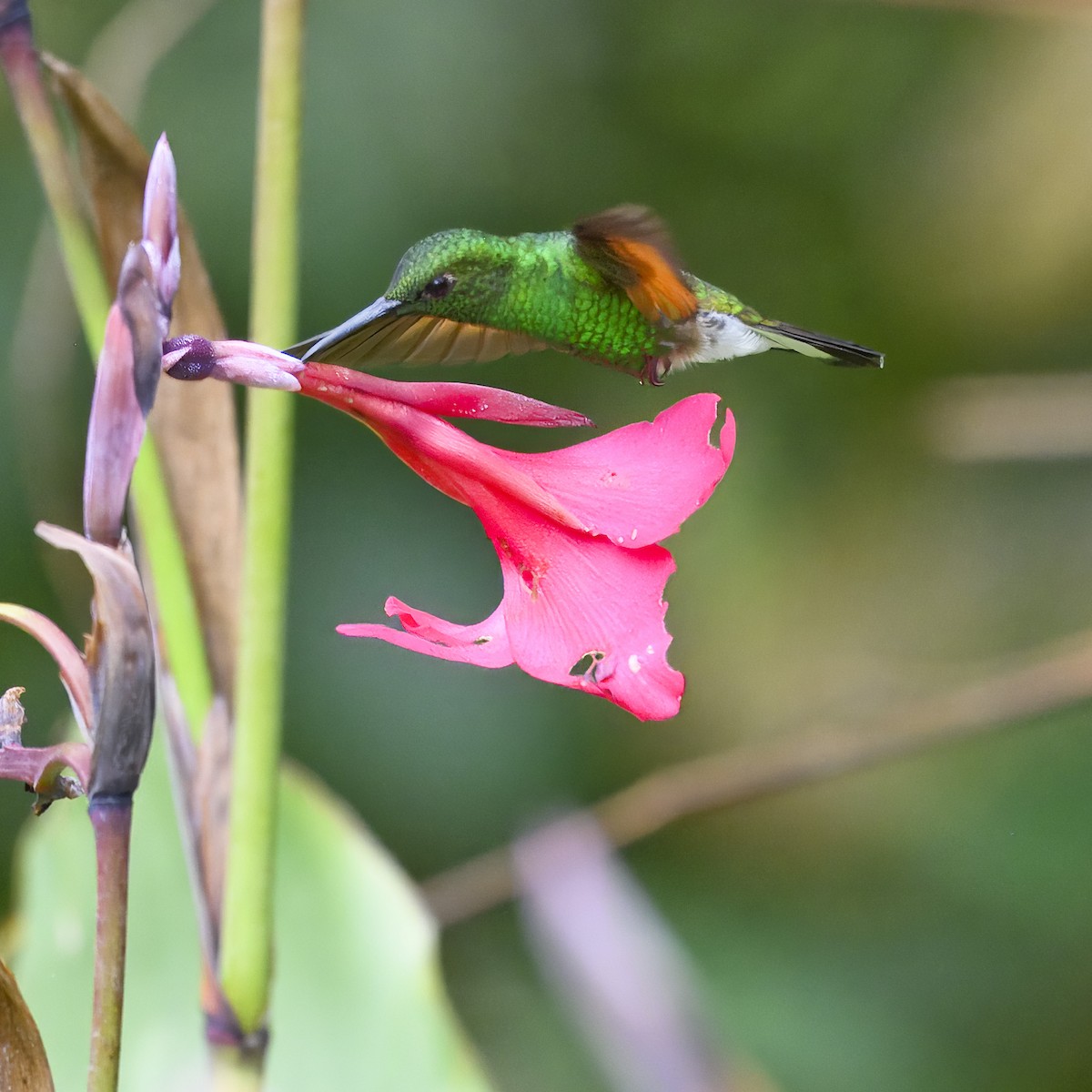 kolibřík páskoocasý - ML617285144