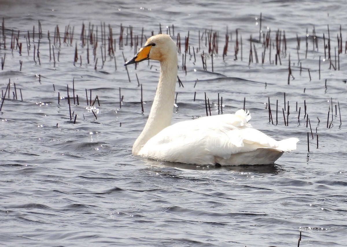 Whooper Swan - ML617285155