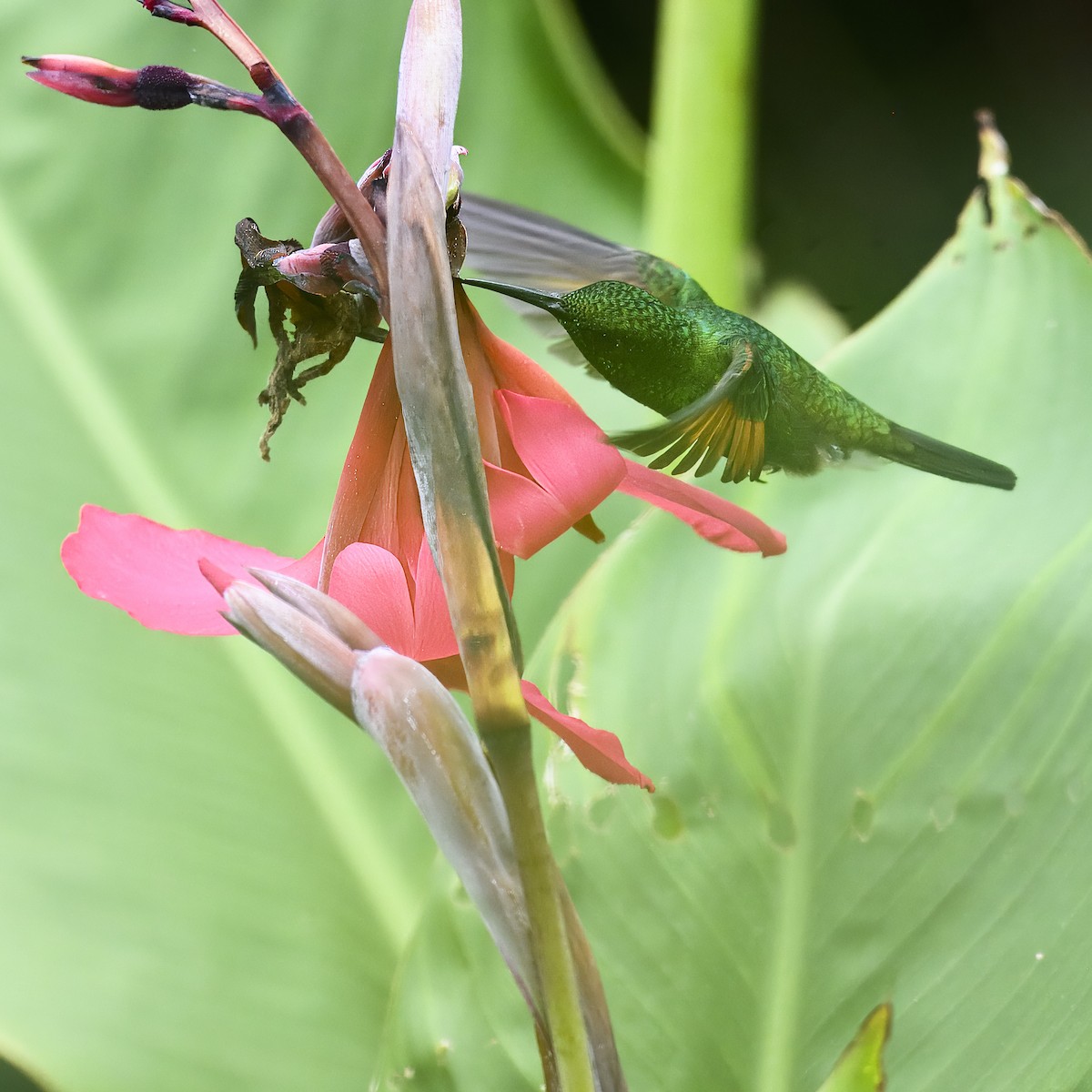 Stripe-tailed Hummingbird - ML617285159