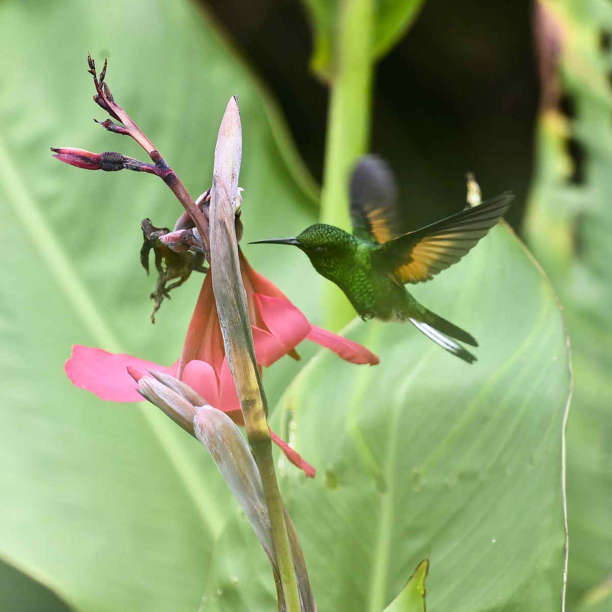 Colibri à épaulettes - ML617285160