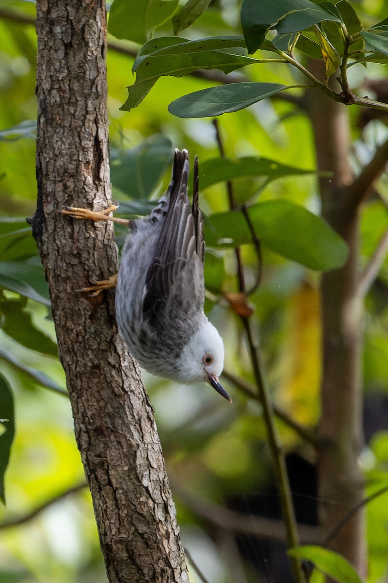 Varied Sittella (White-headed) - Carol Popple