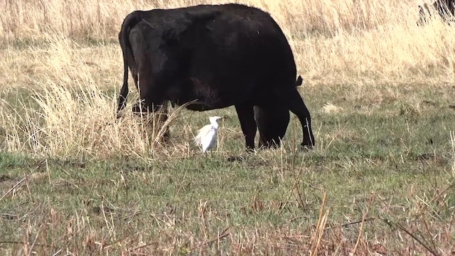 Western Cattle Egret - ML617285172