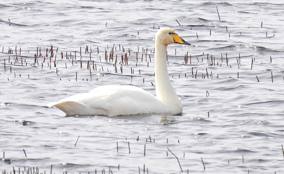 Whooper Swan - ML617285175