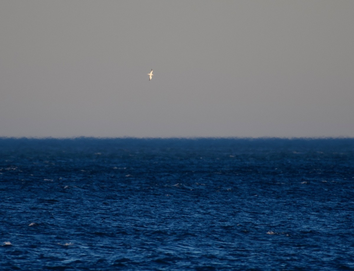 Northern Gannet - ML617285196