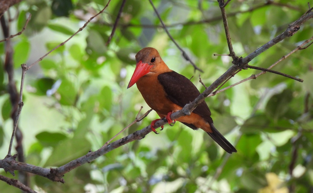 Brown-winged Kingfisher - ML617285213