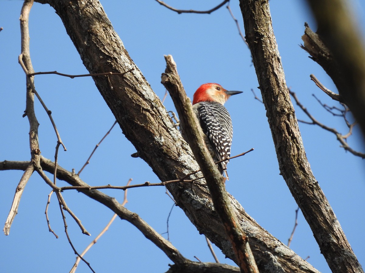 Red-bellied Woodpecker - ML617285252