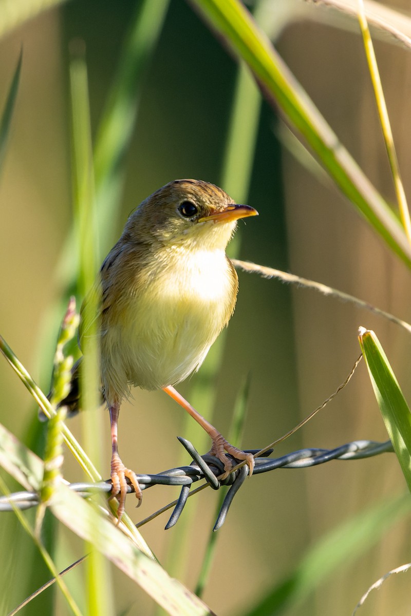 Golden-headed Cisticola - Carol Popple