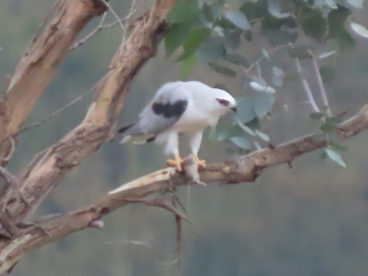 Black-shouldered Kite - Sandra Henderson