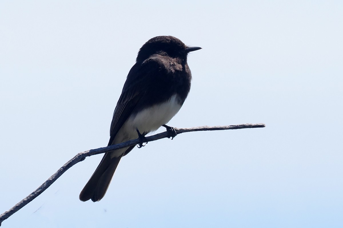 Black Phoebe - ML617285302