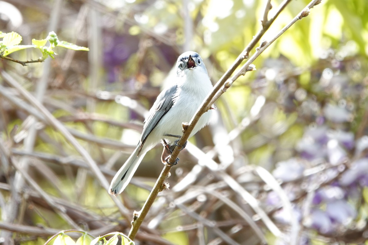 Blue-gray Gnatcatcher - ML617285314