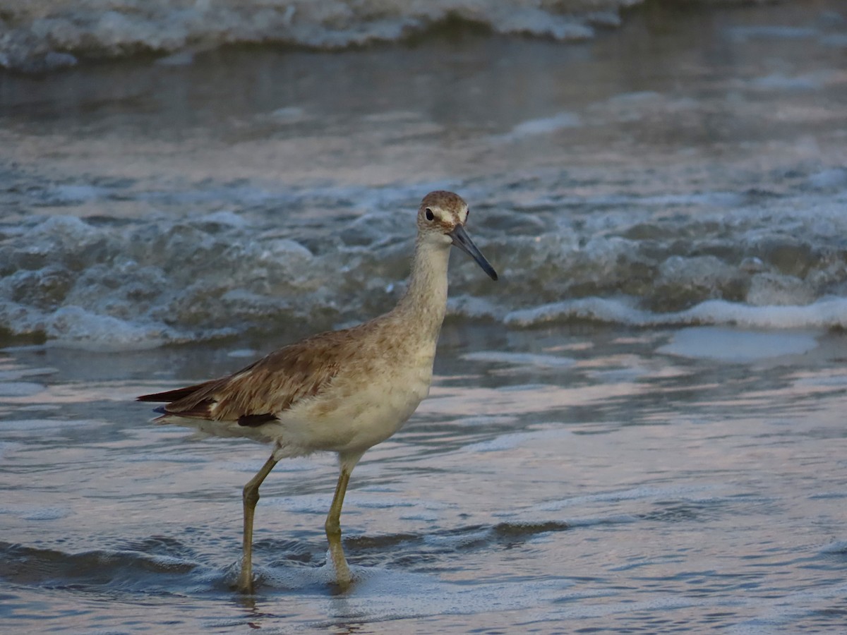 Willet - Carolina Molina Pérez