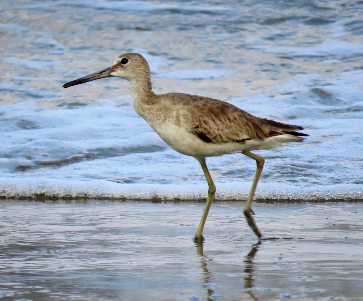 Willet - Carolina Molina Pérez