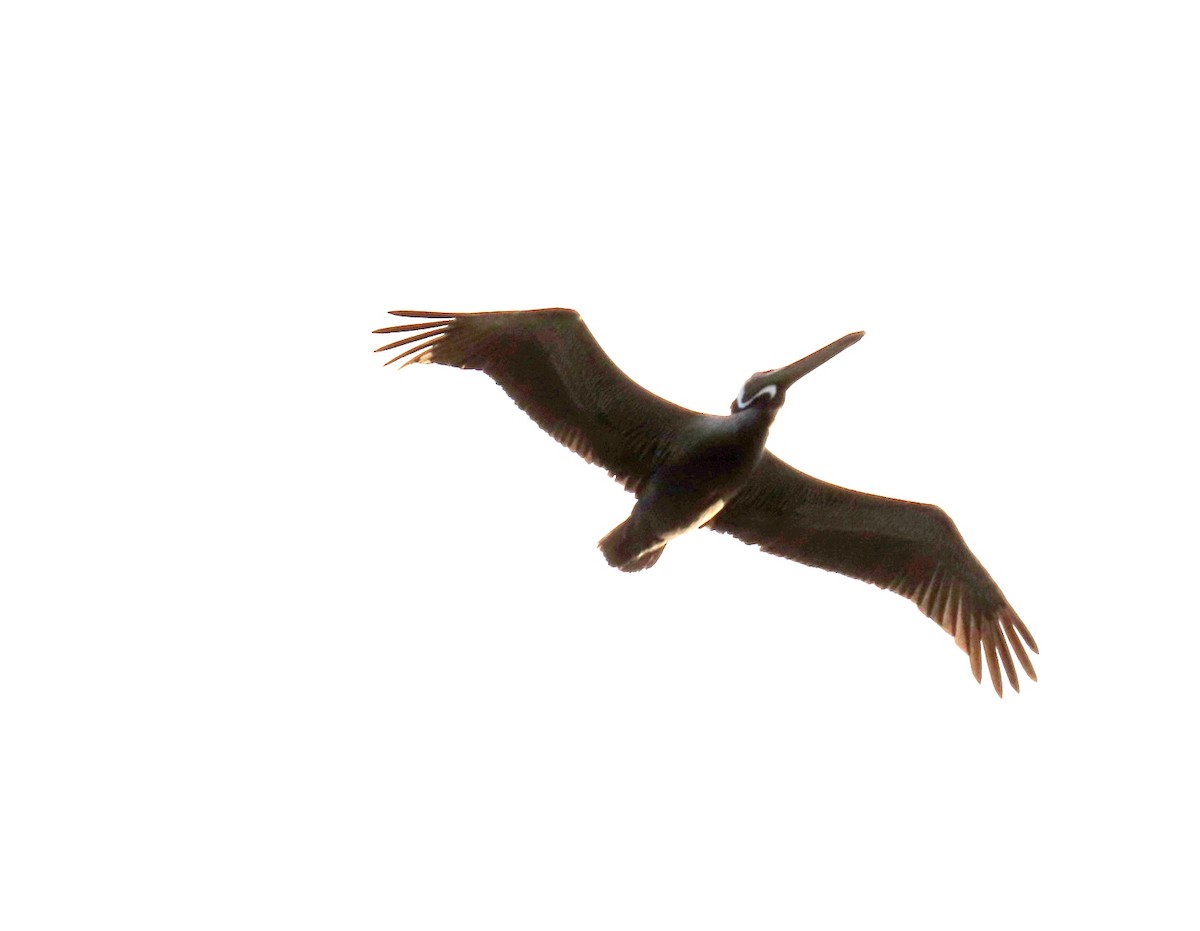 Brown Pelican - ML617285394