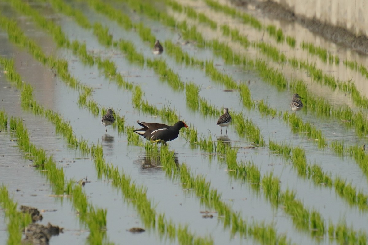 Eurasian Moorhen - ML617285579