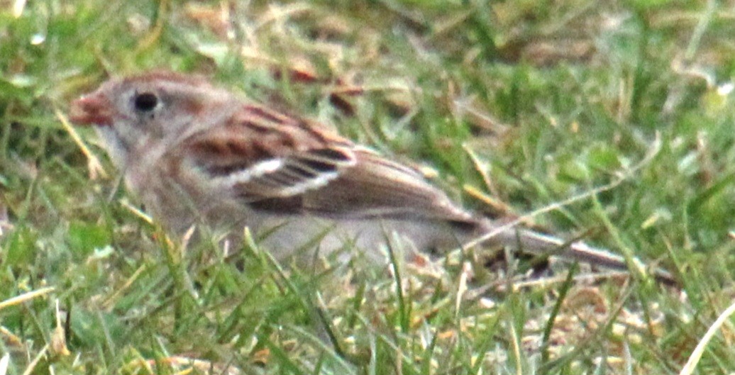 Field Sparrow - ML617285608