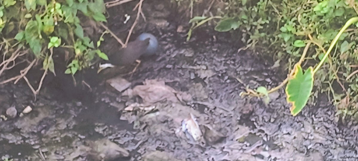 White-breasted Waterhen - ML617285625