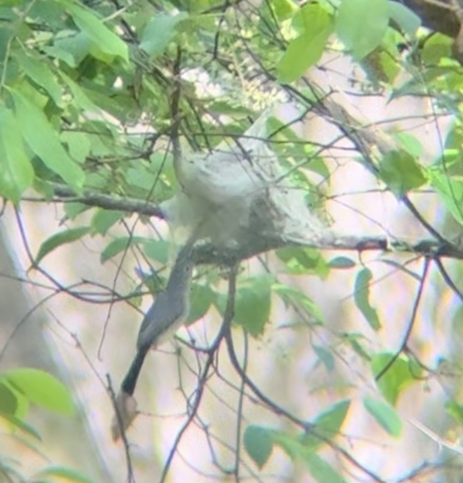 Blue-gray Gnatcatcher - ML617285629