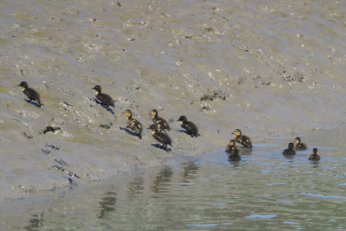 Mallard (Domestic type) - ML617285661