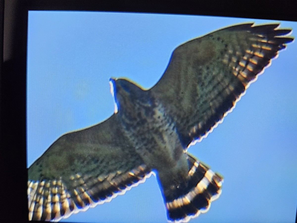 Broad-winged Hawk - M.K. McManus-Muldrow