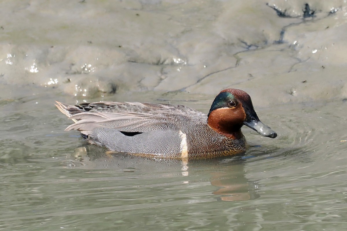 Green-winged Teal - ML617285671