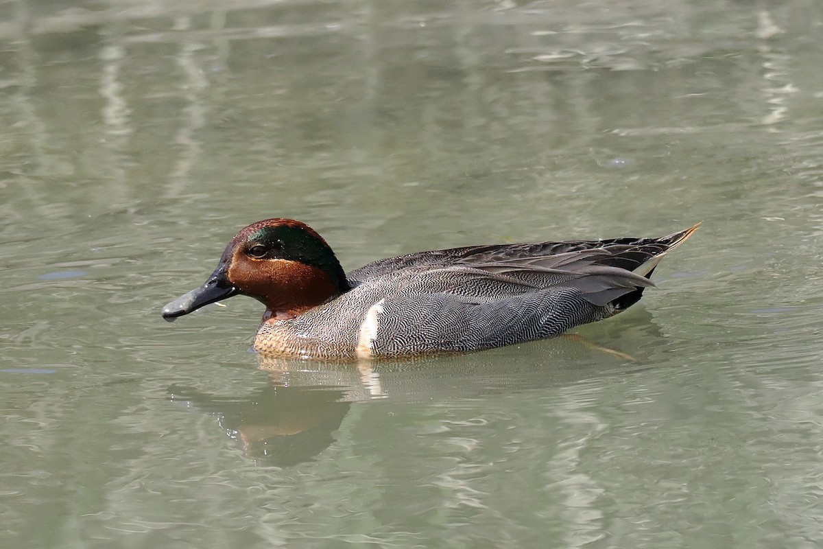 Green-winged Teal - ML617285672