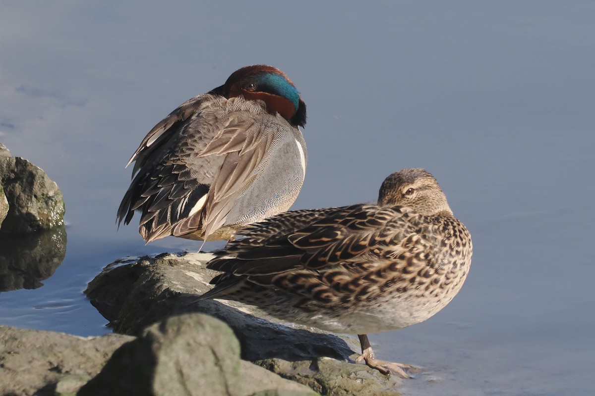 Green-winged Teal - ML617285677
