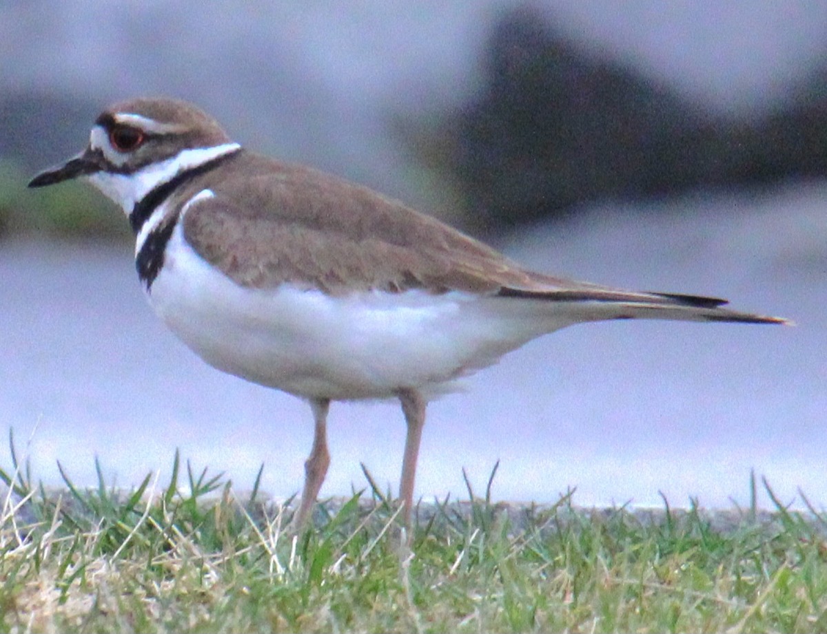 Killdeer - ML617285682