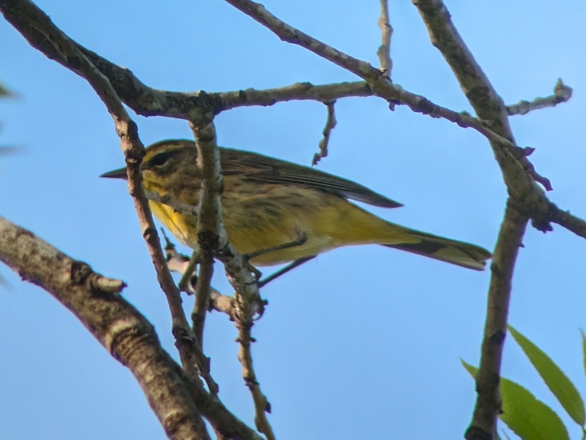 Palm Warbler - ML617285707