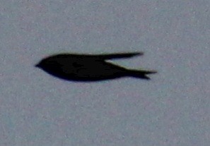 Tree Swallow - ML617285764