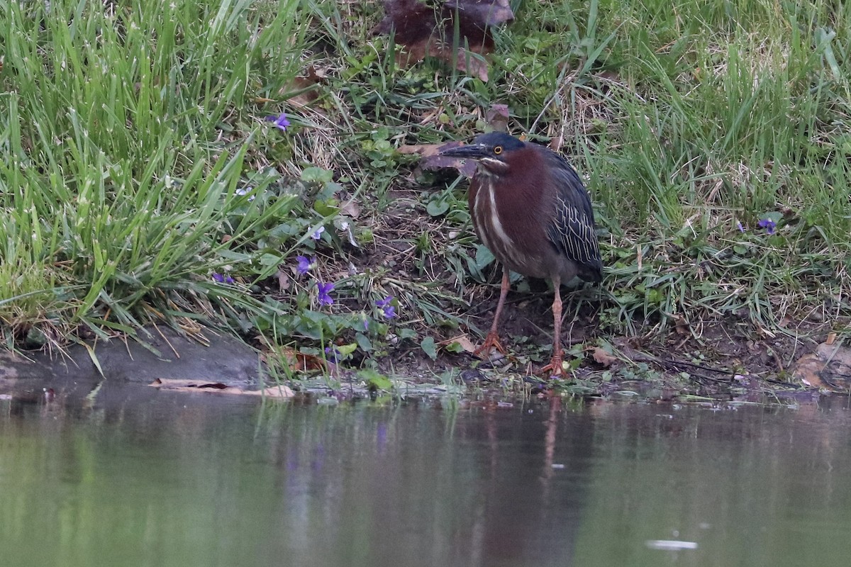 Green Heron - ML617285798